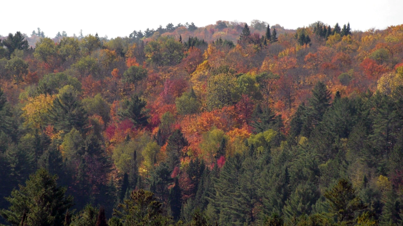 The fall colours on display in Algonquin Park on Wednesday. (Dylan Dyson/CTV News Ottawa)