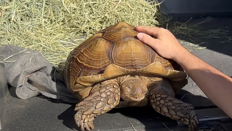 A sulcatta tortoise named Frank the Tank, shown in this recent handout photo, is looking for a new home after being found wandering around Richmond, B.C. THE CANADIAN PRESS/HO - Dewdney Animal Hospital