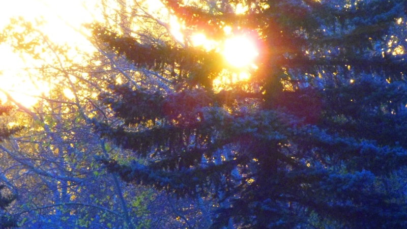Nyckie Rea offered us a glimpse of her sunrise in Strathcona Park on Friday.