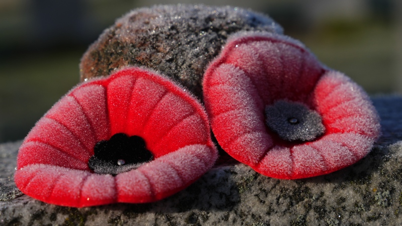 Frosty poppies sit atop a tombstone on Remembrance Day at the National Military Cemetery in Ottawa on Thursday, Nov. 11, 2021.THE CANADIAN PRESS/Sean Kilpatrick