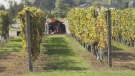F2F: Vineyards enjoy extended warm weather