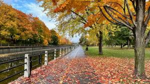 Fallen leaves cover the multi-use pathway along the Rideau Canal in Ottawa on Friday, Oct. 27, 2023. (Brenda Woods/CTV News Ottawa)