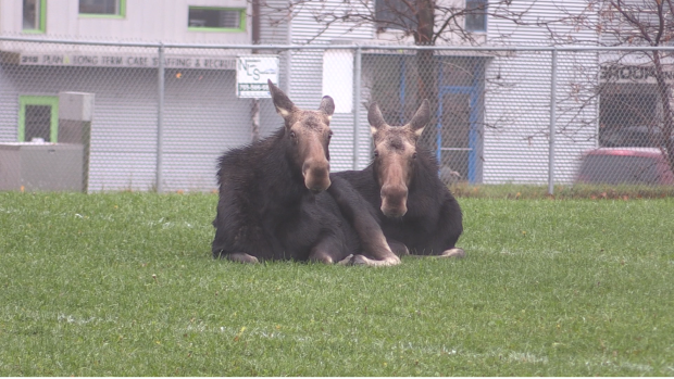 A pair of moose captured a lot of attention Thursday morning when they hung around the soccer field at Sacre-Coeur high school on Notre Dame Avenue in the Flour Mill area of Greater Sudbury. Oct. 26/23 (Alana Everson)