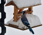 A Blue Jay is seen feeding in the snow  in Deerwood on Oct. 27, 2023 (Image source: Jeanette Greaves)