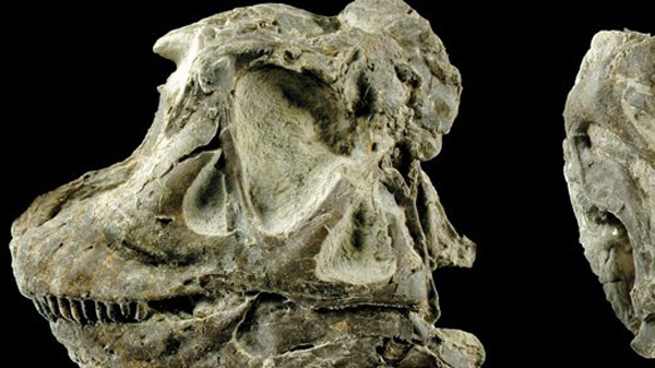 This image provided by the National Park Service on Tuesday, Feb. 23, 2010 shows the left view of the skull of the newly-discovered dinosaur Abydosaurus mcintoshi. Paleontologists say this new species of dinosaur was found in Dinosaur National Monument, Utah hidden in slabs of sandstone so hard they had to use explosives to free some of the fossils. (AP / National Park Service)