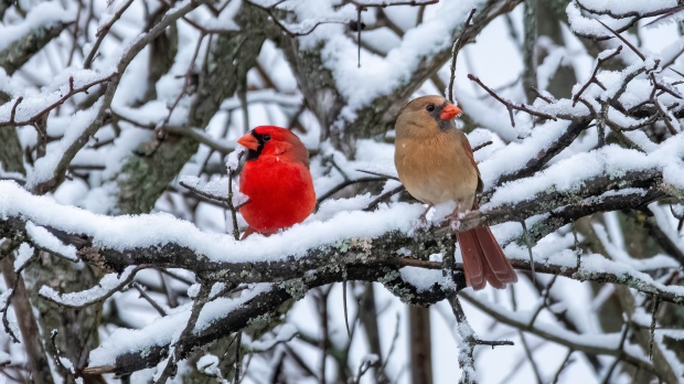 My favourite winter combination, the beauty of the Northern Cardinal against a snowy background. Taken this morning, Oct. 30, in our yard. Whitewater Region. (Nancy Wilcox/CTV Viewer)