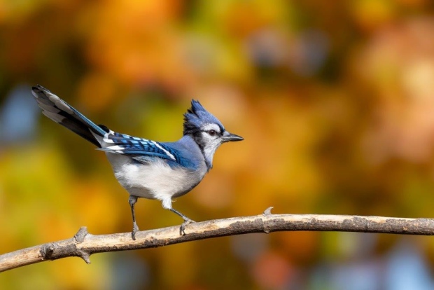 I have lots of blue jays visiting my backyard in Guelph and the fall colours make for a beautiful background. - Tim Pharoah, Guelph