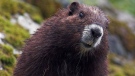 A marmot named Haida in 2007 at the Haley Lake Ecological Reserve. (Photo by Oli Gardner, courtesy of the Vancouver Island Marmot Recovery Foundation) 