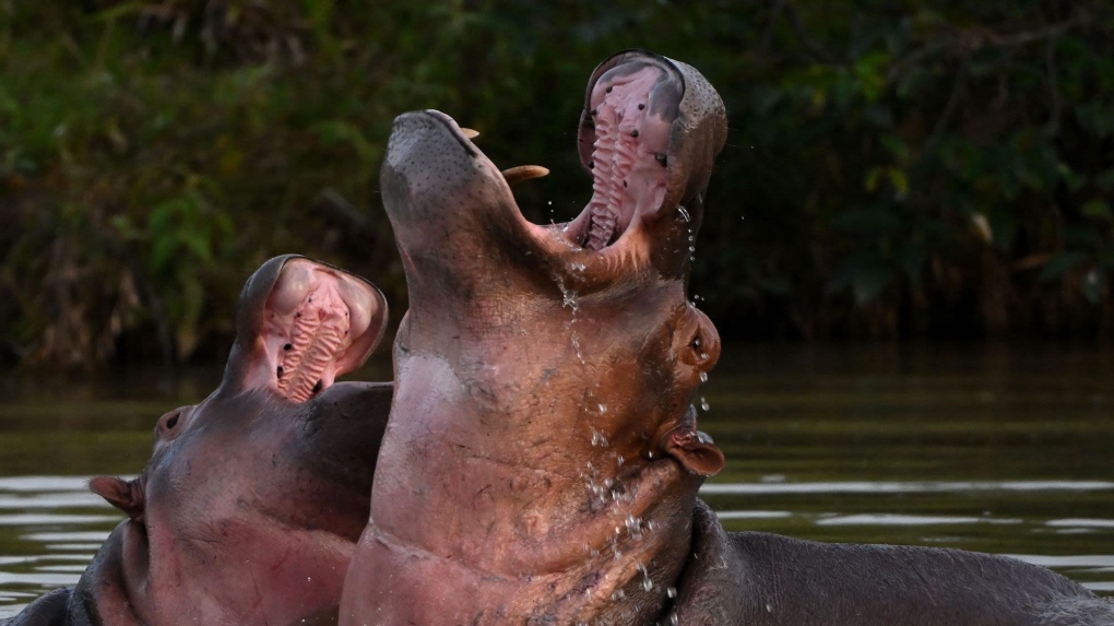 Pablo Escobar's hippos in a river