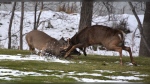 Two bucks are seen fighting in St. Vital. (Submitted Photo: Wade Munro)