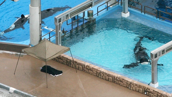 Three killer whales swim in tanks at SeaWorld in Orlando, Fla., on Wednesday, Feb. 24, 2010. (AP / Orlando Sentinel, Red Huber)