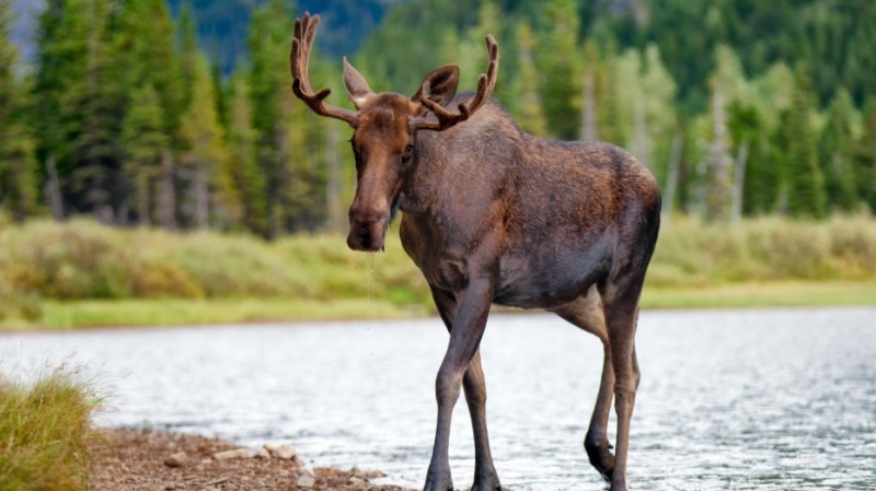 Moose (file)