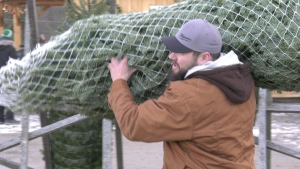 Christmas trees were in demand on Sunday at Cedar Hill Christmas Tree Farm, as the tree farm opened for the season. (Katelyn Wilson/CTV News Ottawa)