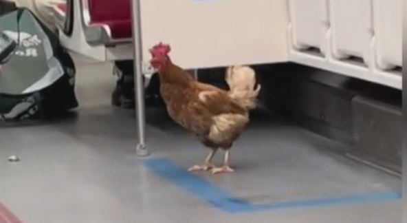 A chicken is seen riding the TTC. TikTok/Handout