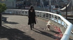 Melika Azizi walks her dog along the seawall in Vancouver. After arriving from Iran six years ago, she's considering leaving the Canada because of the high cost of living here and her struggles getting international work experience recognized. (CTV)