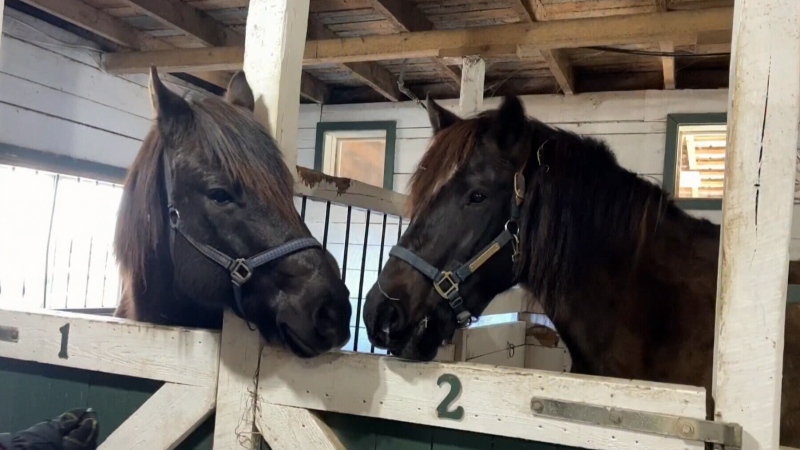 Horse rescue gives animals a cozy retirement