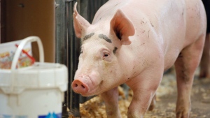 In this Aug. 1, 2012, photo, a pig makes its way through the Swine Barn at the Ohio State Fair in Columbus. (AP Photo/Columbus Dispatch, Kyle Robertson)