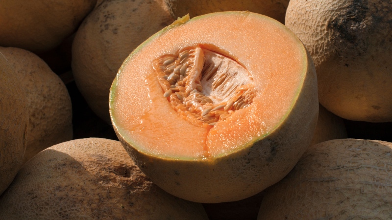Six dead, more than 150 cases confirmed in cantaloupe salmonella outbreak: PHAC