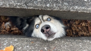 Husky stuck in sewer rescued
