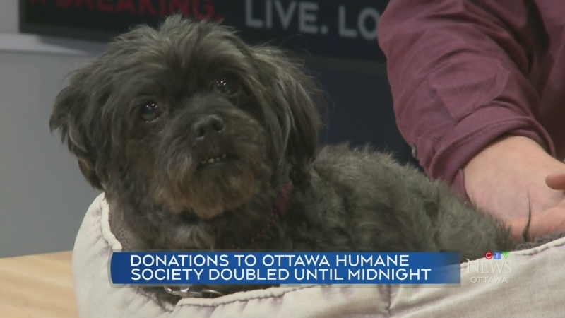 Giving Tuesday at the Ottawa Humane Society