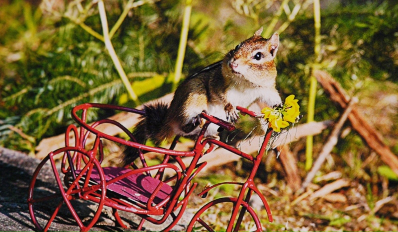 Linda Stoner loves photographing wildlife, especially chipmunks. The retired wedding photographer from North Bay focused her lens instead of on the furry rodents, but in a special way. (Eric Taschner/CTV News)