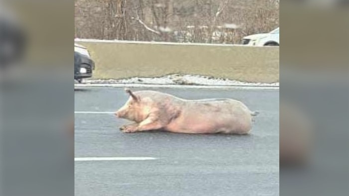 A pig on Highway 8 near Fairway Road on Nov. 28, 2023. (Courtesy: Ground Search And Rescue KW)