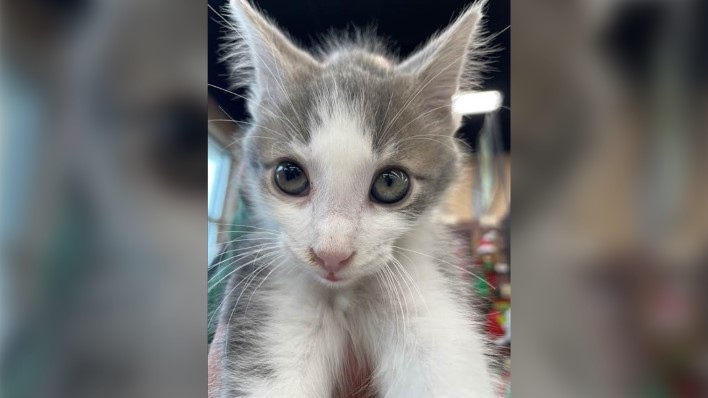 Crosby the kitten was stolen from a Waterloo pet store. (Submitted)