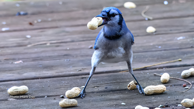Bluejay on the back deck looking like he'd fight for that peanut, what a stance and stare! (Mark Day/CTV Viewer)