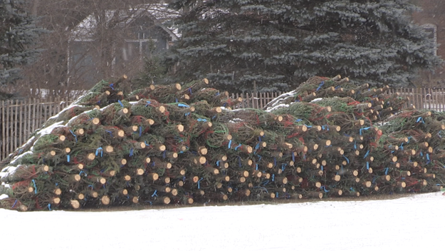 Real Christmas trees are all the rage this season.  (CTV News/Catalina Gillies)