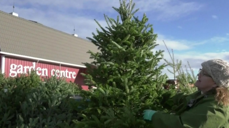 Hot market for Calgary Christmas trees 