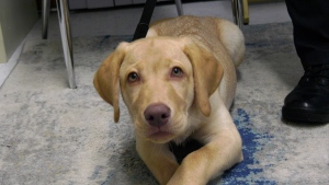 To meet the demand of the number of clients who need trauma support, Victim Services of Nipissing District has brought a new partner on board to help: a young yellow Labrador puppy named Toby. (Eric Taschner/CTV News Northern Ontario)