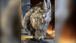 Stolen bronze sculpture recovered