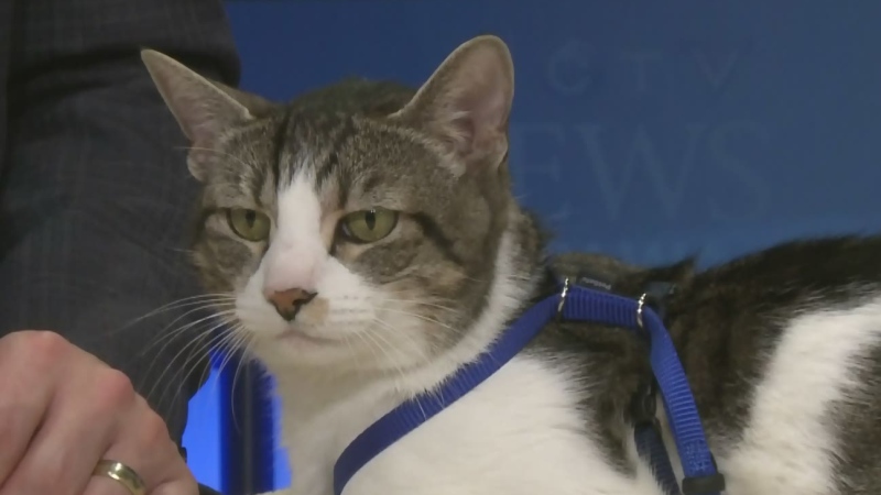 Pet of the Week: Thor the cat 