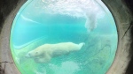 The Wilder Institute/Calgary Zoo offered a sneak peek at its new Wild Canada exhibit on Nov. 30, 2023, which included polar bears Baffin and Siku and many other iconic Canadian animals.