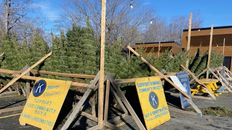 A Christmas tree lot is pictured. (Source: Paul Hollingsworth/CTV News Atlantic)