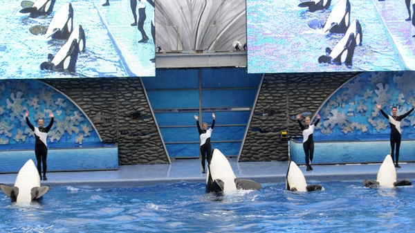 SeaWorld trainers and killer whales wave to the audience Saturday, Feb. 27, 2010. (AP / Phelan M. Ebenhack, Pool)