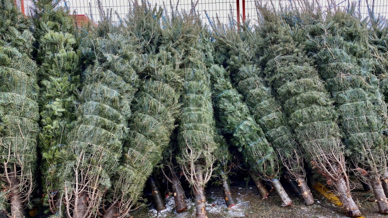 A Regina tree lot expects to sell out its stock in the first two weeks of business. (Allison Bamford/CTV News) 