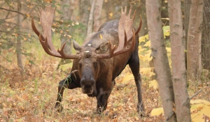 A southern Ontario man has been fined $7,000 for violations during an October 2022 moose hunt in northwestern Ontario. (File)
