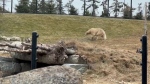 Winnipeg polar bears making a splash in Calgary