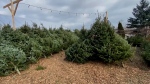 Christmas trees in demand