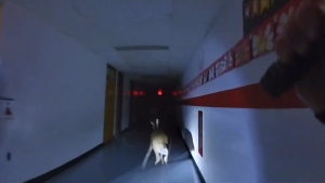 New Jersey police officers chased a deer through an elementary school after it had broken through a window and entered the school.