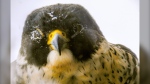 A peregrine falcon is seen with snow on its eye in this viewer-submitted image from December 2023 in Windsor, Ont. (Source: Mark Hewer)