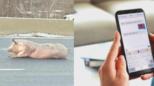 Left: A pig on Highway 8 near Fairway Road on Nov. 28, 2023. (Courtesy: Ground Search And Rescue KW). Right: Stock image of a cellphone being held. 