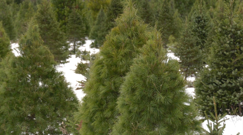 Demand for real Christmas trees is up at Copeman Tree Farms in Sundridge. Dec. 3/23 (Eric Taschner/CTV Northern Ontario)