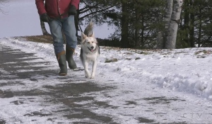 An increase in pet attacks has prompted a Sudbury city councillor to call for a re-evaluation of the consequences to deter owners from allowing their pets off the leash. (Photo from video)