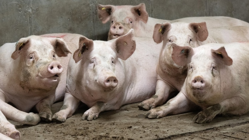 Pigs are seen at a pork farm in St-Sebastien, Que., Tuesday, Nov. 28, 2023. (THE CANADIAN PRESS/Ryan Remiorz)