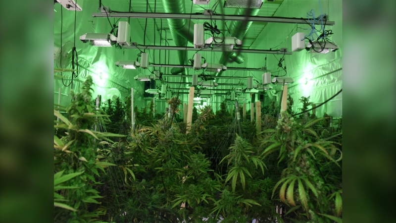 An illegal cannabis grow operation is seen in a RCMP photo. Six people are facing charges following an investigation into a drug and money laundering ring in Manitoba (Source: Manitoba RCMP)