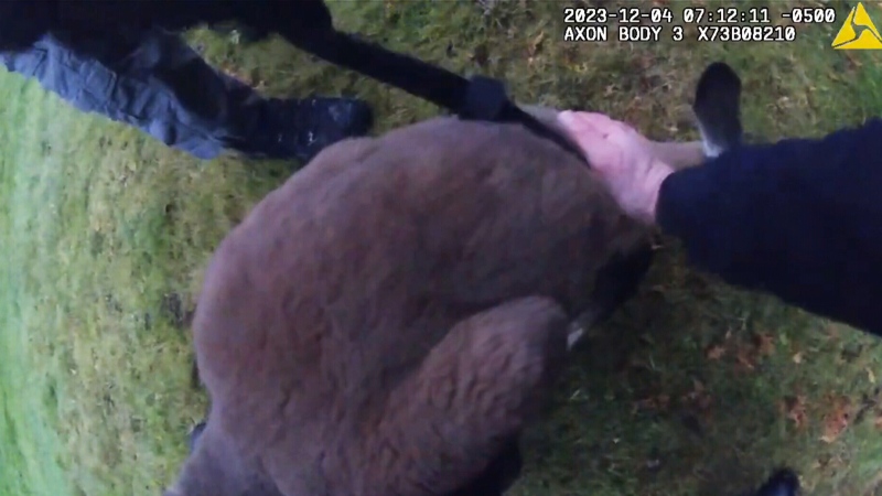 Bodycam footage of DRPS capturing Kangaroo