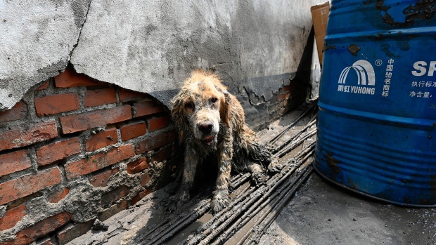 A mud-covered dog is seen in the aftermath of flooding from heavy rains in Zhuozhou city, in northern China's Hebei province on August 9, 2023. (Photo by JADE GAO/AFP via Getty Images)