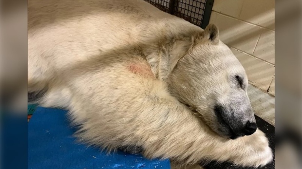 Ganuk sleeping comfortably after his procedure. (Cochrane Polar Bear Habitat)